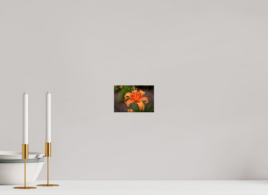 Fire in Bloom