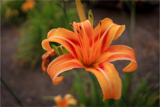 Fire in Bloom