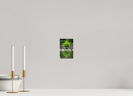 Mirror Tree